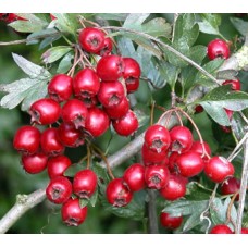 hawthorn berry extract